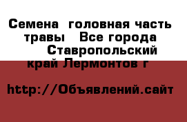 Семена (головная часть))) травы - Все города  »    . Ставропольский край,Лермонтов г.